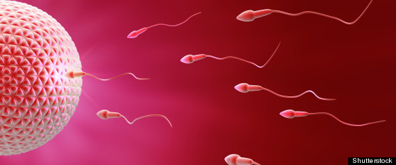 Fertilidad Masculina