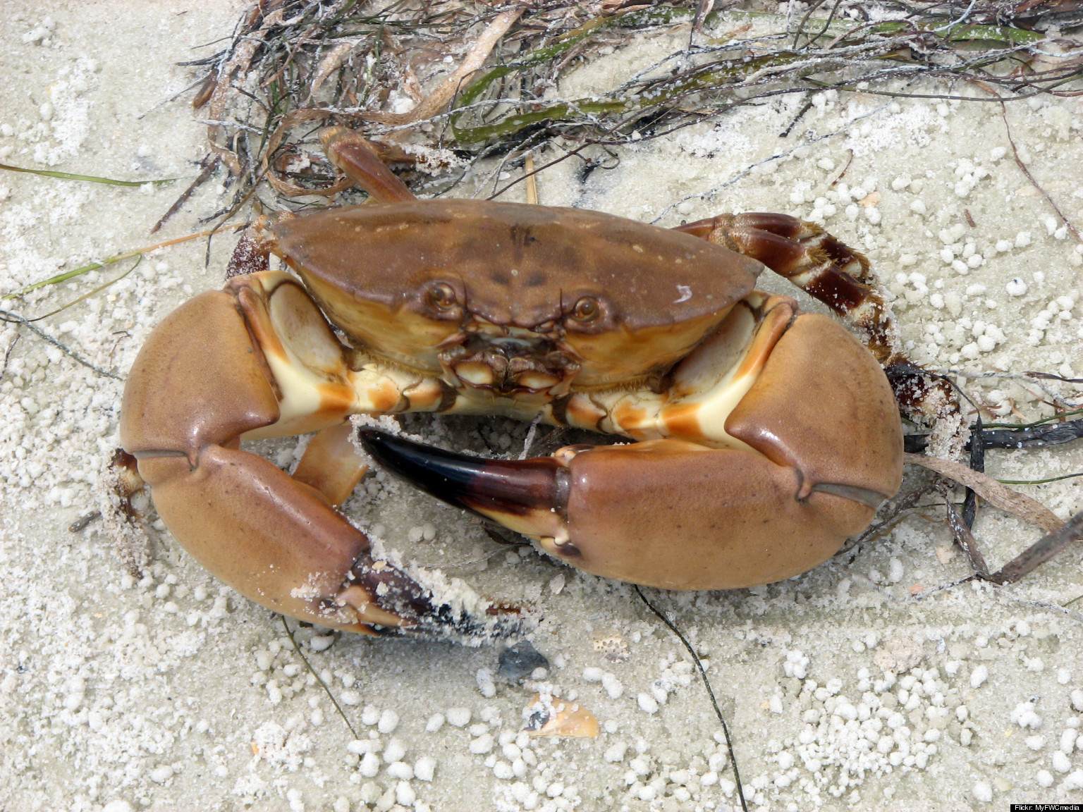 Crustacean Rights: Are Stone Crabs Lucky Really? Hal Herzog