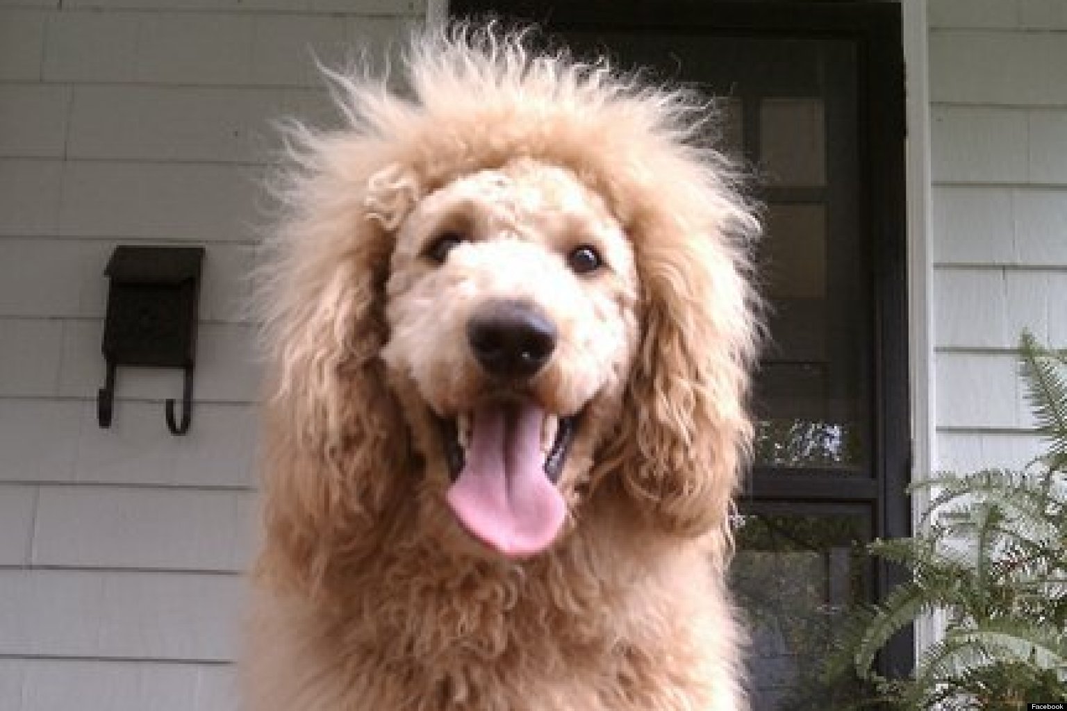 Charles The Monarch, Dog, Mistaken For Lion In 911 Call (PHOTOS)