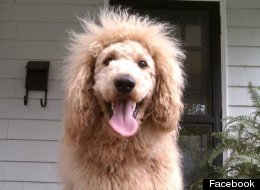 LOOK: Dog Looks So Much Like A Lion, Someone Calls 911