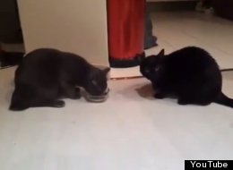 WATCH: Two Cats, One Bowl 