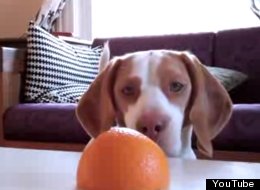 WATCH: Dog Vs Orange