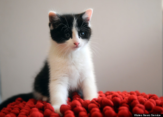little boy stolen kitten returned to cardiff pet s