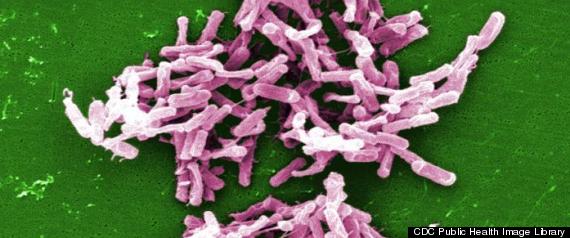 Clostridium Bacteria