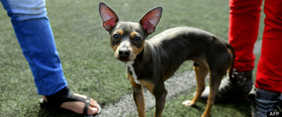 Photo Animal Conjoint
