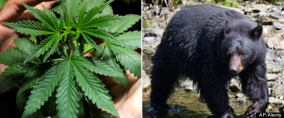 Pot Bears