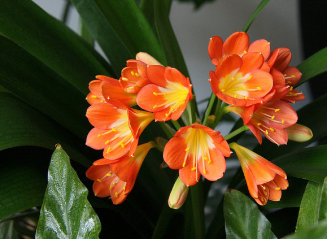 Image result for kaffir lily