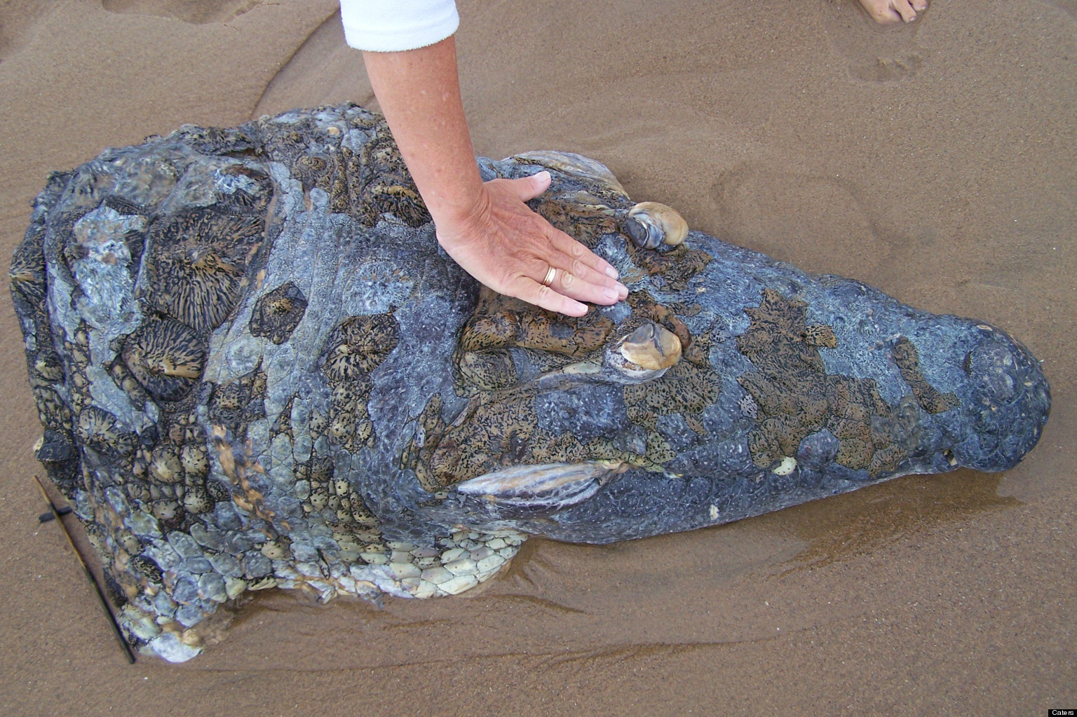 Was Giant Crocodile Killed By Huge Shark Head Washes Up On South African Beach Pictures