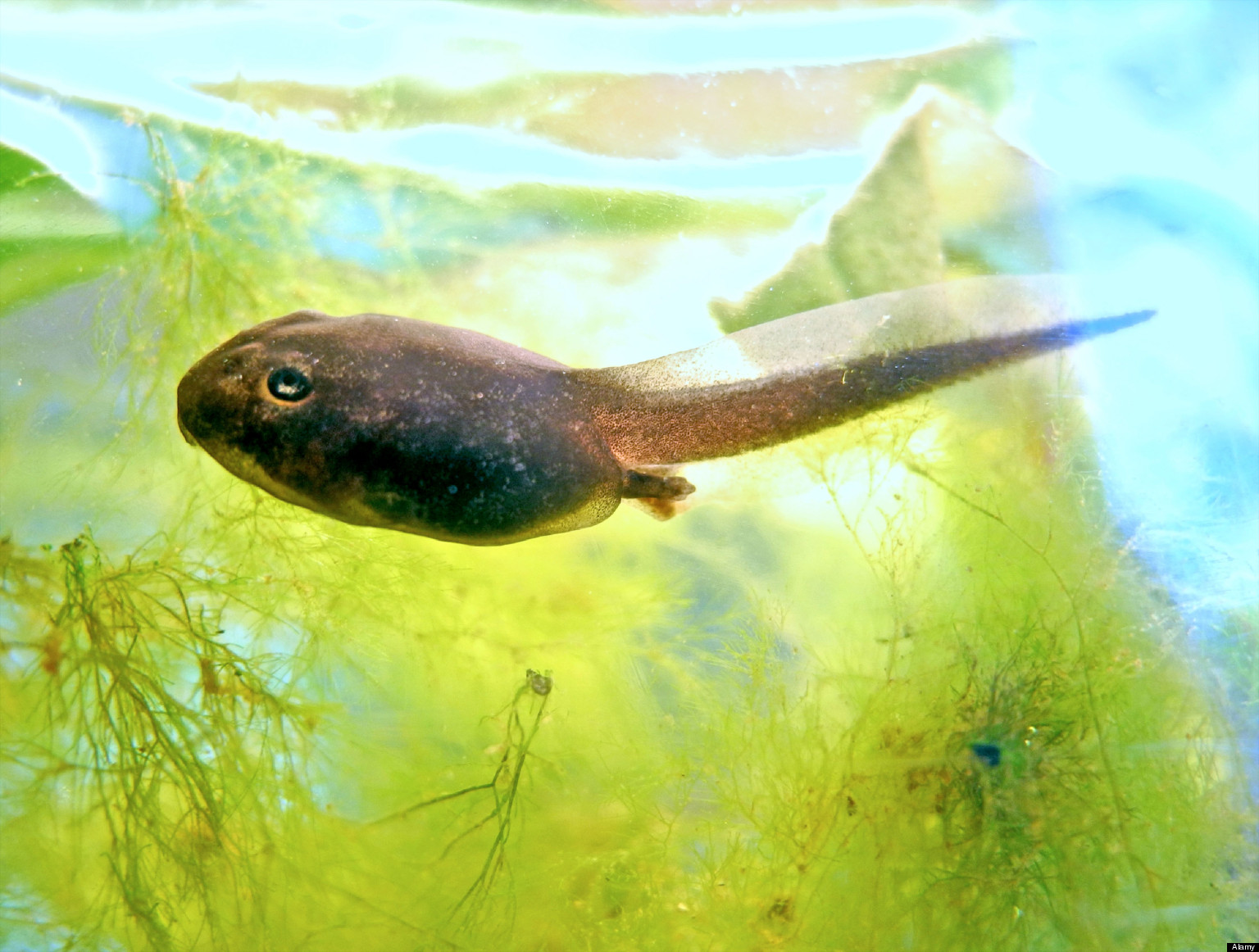 Tadpole Study Shows 'Destructive Oxygen Molecules' Could Help Cancer Recovery