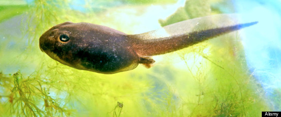 Tadpole