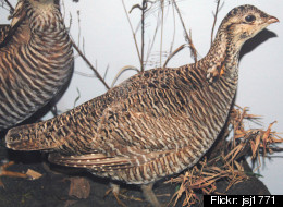 Roundup: Climate Change, Arctic Drilling And Prairie Chickens