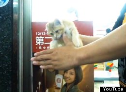 WATCH: Magician Conjures Up Kitten 