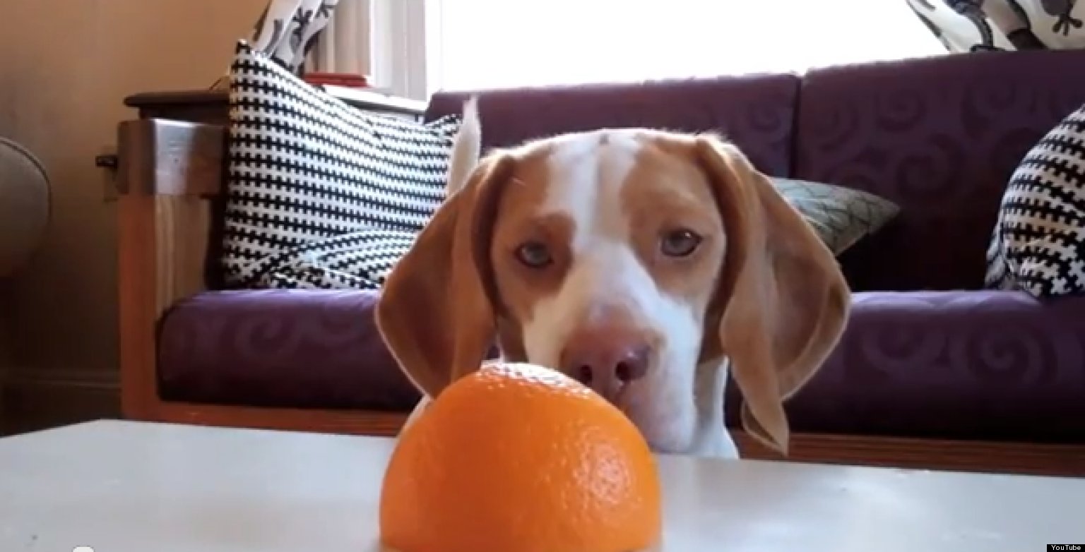Puppy vs. Orange: Maymo The Lemon Beagle Makes More Derpy ...