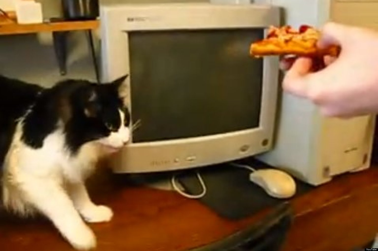Cat Gags At Pizza (VIDEO) HuffPost