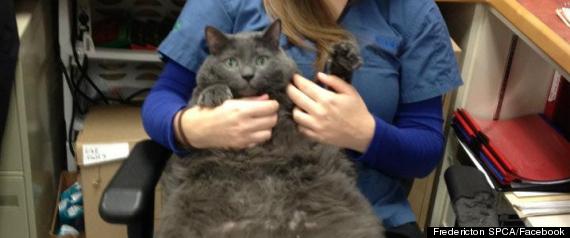 Tiny The Cat