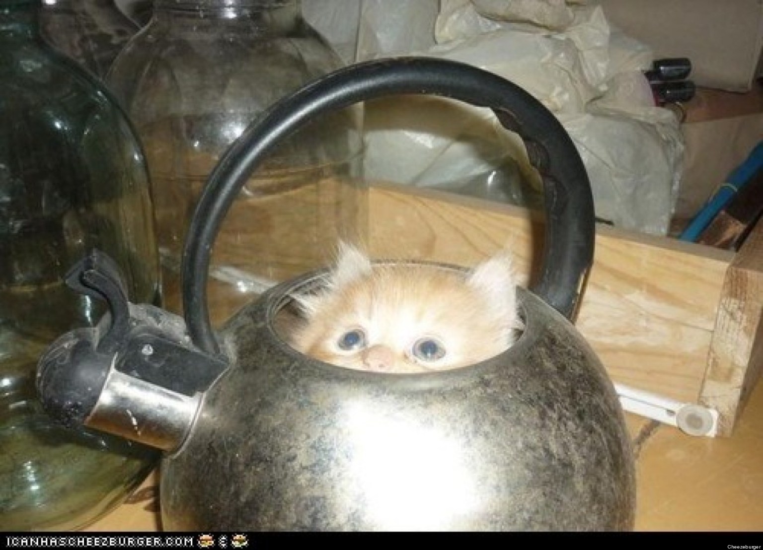 o-GATITOTETERA-facebook.jpg