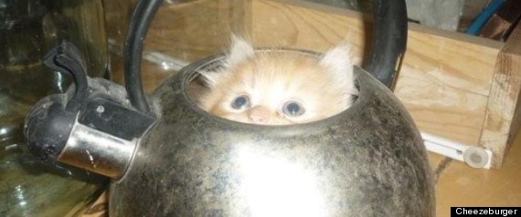 Gatitotetera
