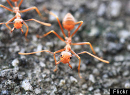 African Killer Ants