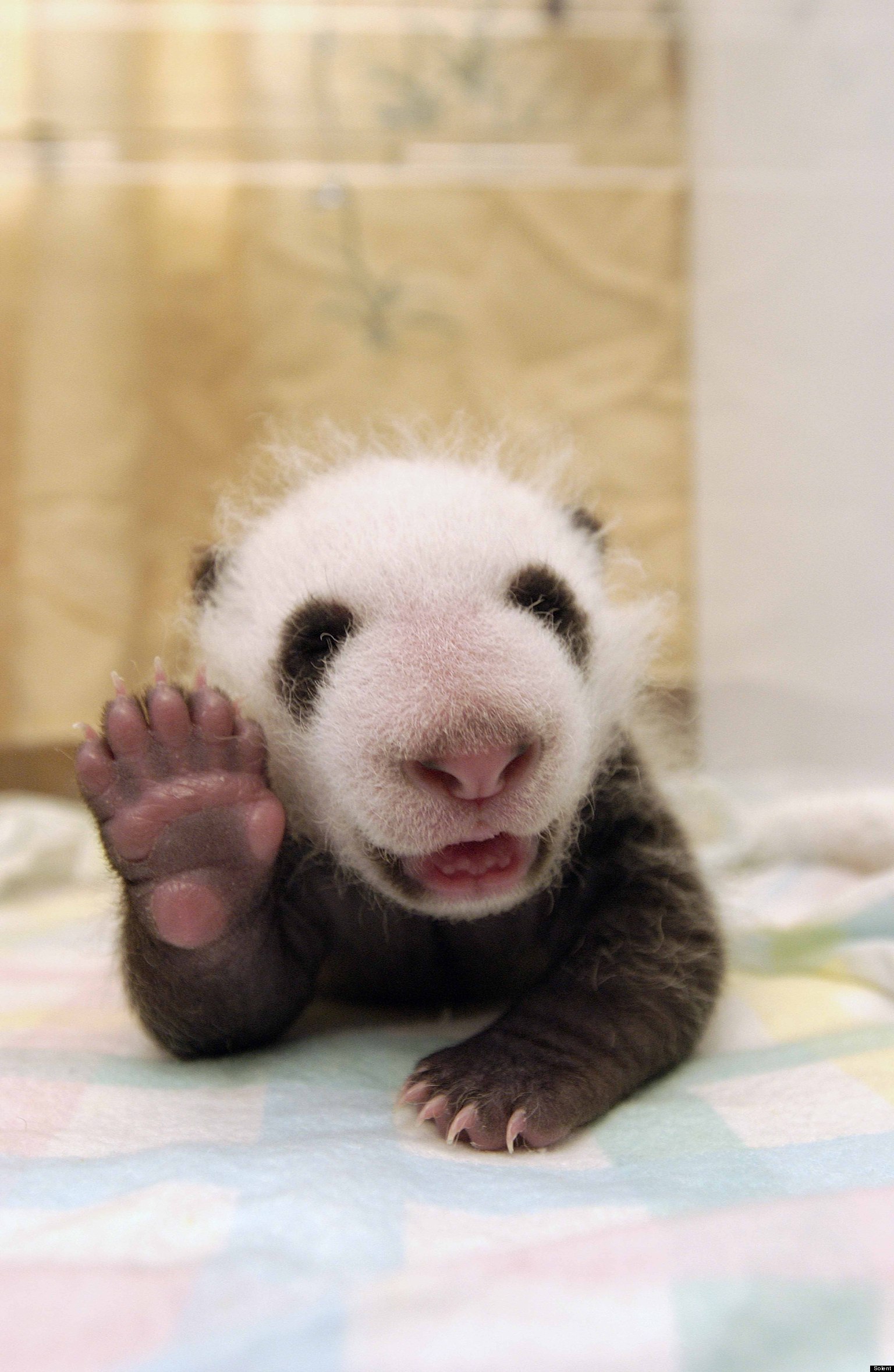 Baby Panda Photographed Waving At China's Wolong Nature Reserve