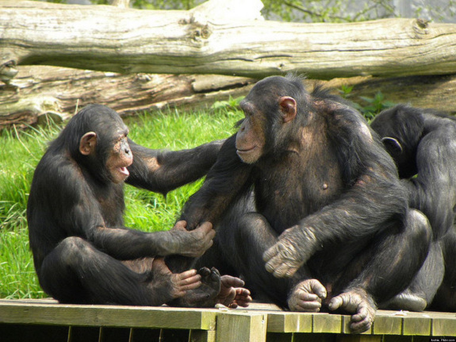 Chimps & Fairness Study Suggests Humans Aren't The Only Species That