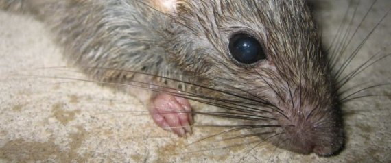 Rats