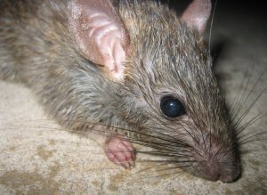 Rats