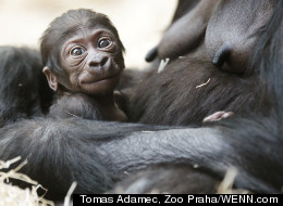 PHOTOS: Baby Gorilla Charms The World