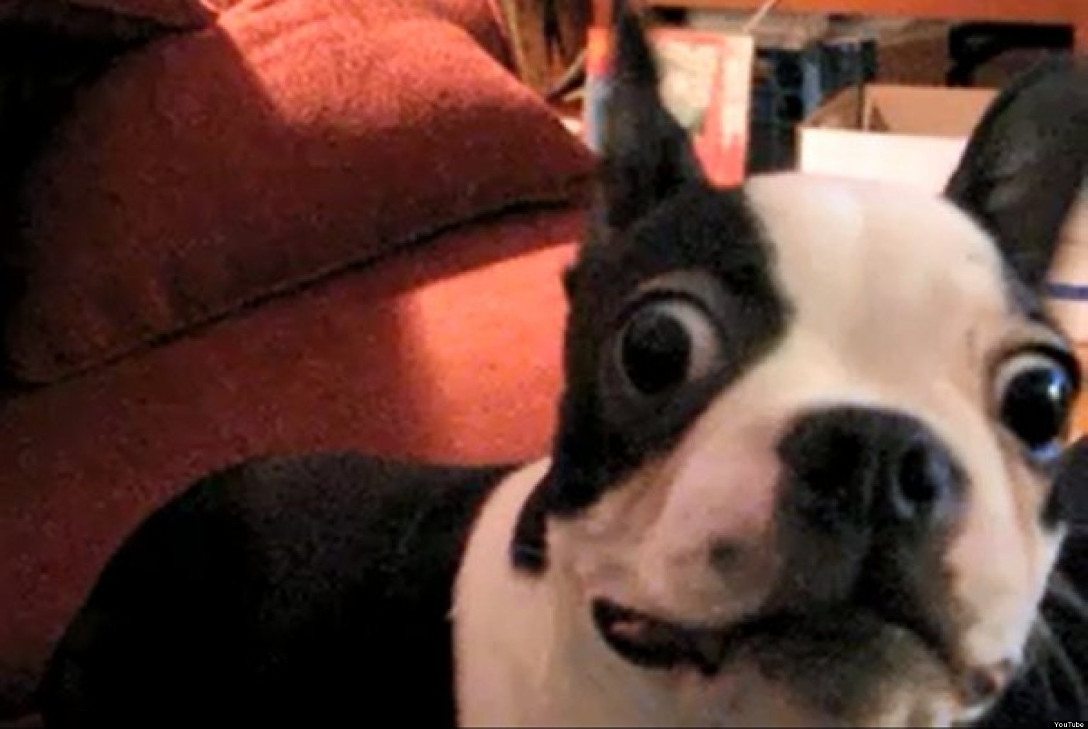 Dramatic Boston Terrier (VIDEO) HuffPost UK