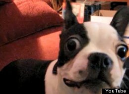 WATCH: Dramatic Boston Terrier 
