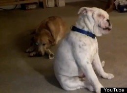 WATCH: Deaf Bulldog Loves The Blues