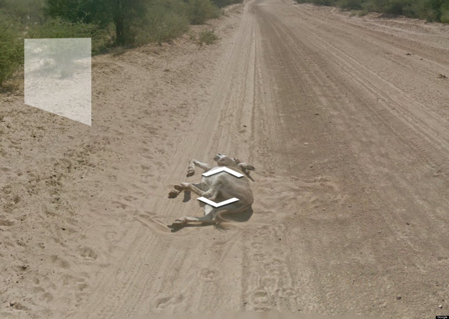 Google Proves It Didn't Kill A Donkey With Its Street View Car (PHOTOS