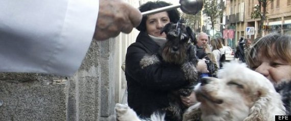 Bendicin Animales Por San Antn Fotos