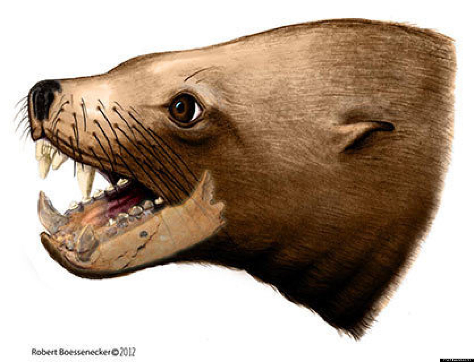 'Killer Walrus' Teeth Fossils Suggest Prehistoric Mammal Wasn't Top