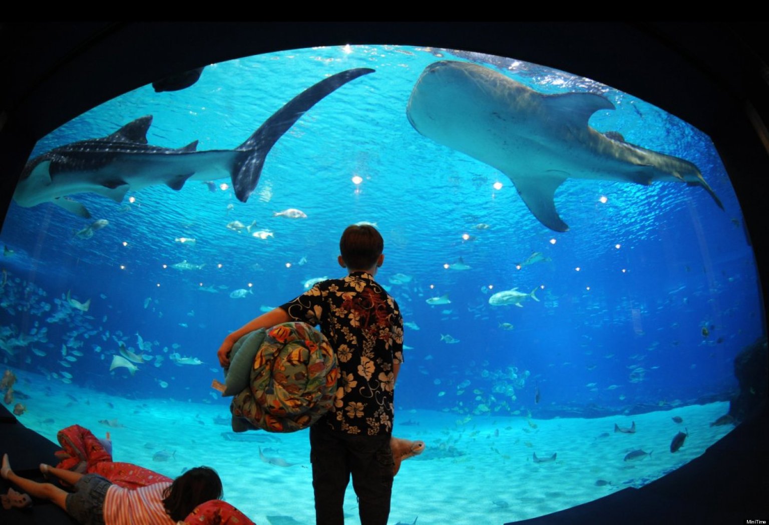 7 Amazing American Aquariums For Families HuffPost