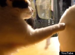WATCH: Polite Cat Loses Its Cool