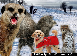 Frozen Fur: Check Out These Animals In The Snow
