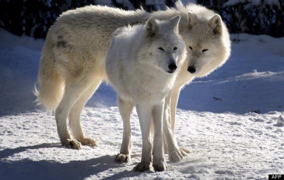 lobos del artíco