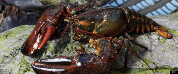 Goliath The Lobster