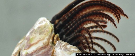 Barnacle Penis
