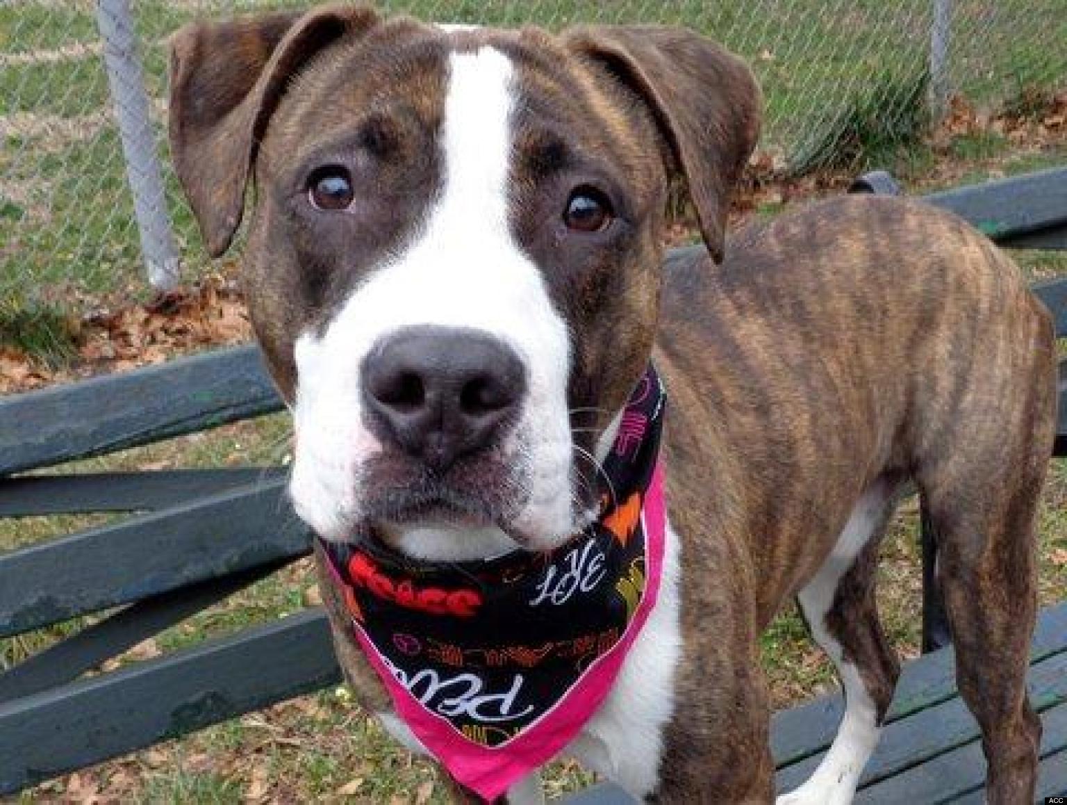 Adopt A Pet In New York City Featured Animals For 1/19/2013, Courtesy