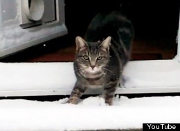 WATCH: Cat's First Experience Of Snow