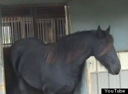 WATCH: Houdini Horse Makes Great Escape