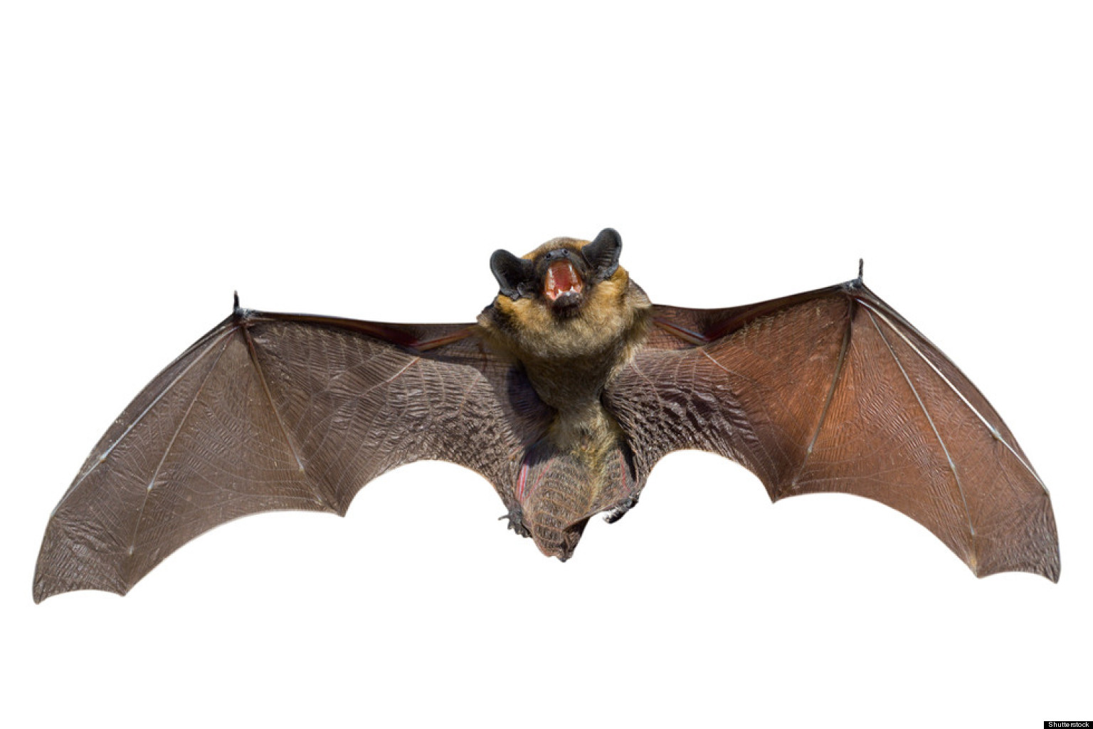 New Coronavirus-Like Virus Found In Bats1536 x 1024