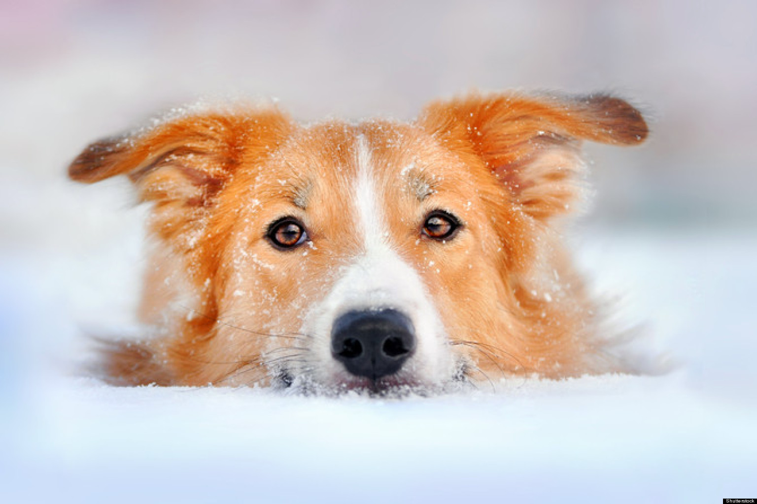 How Long Can Dogs Stay Outside In Winter