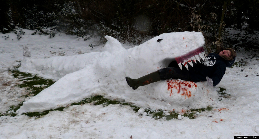 snow shark