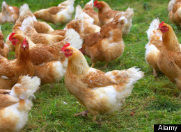 Poultry Vs. Police