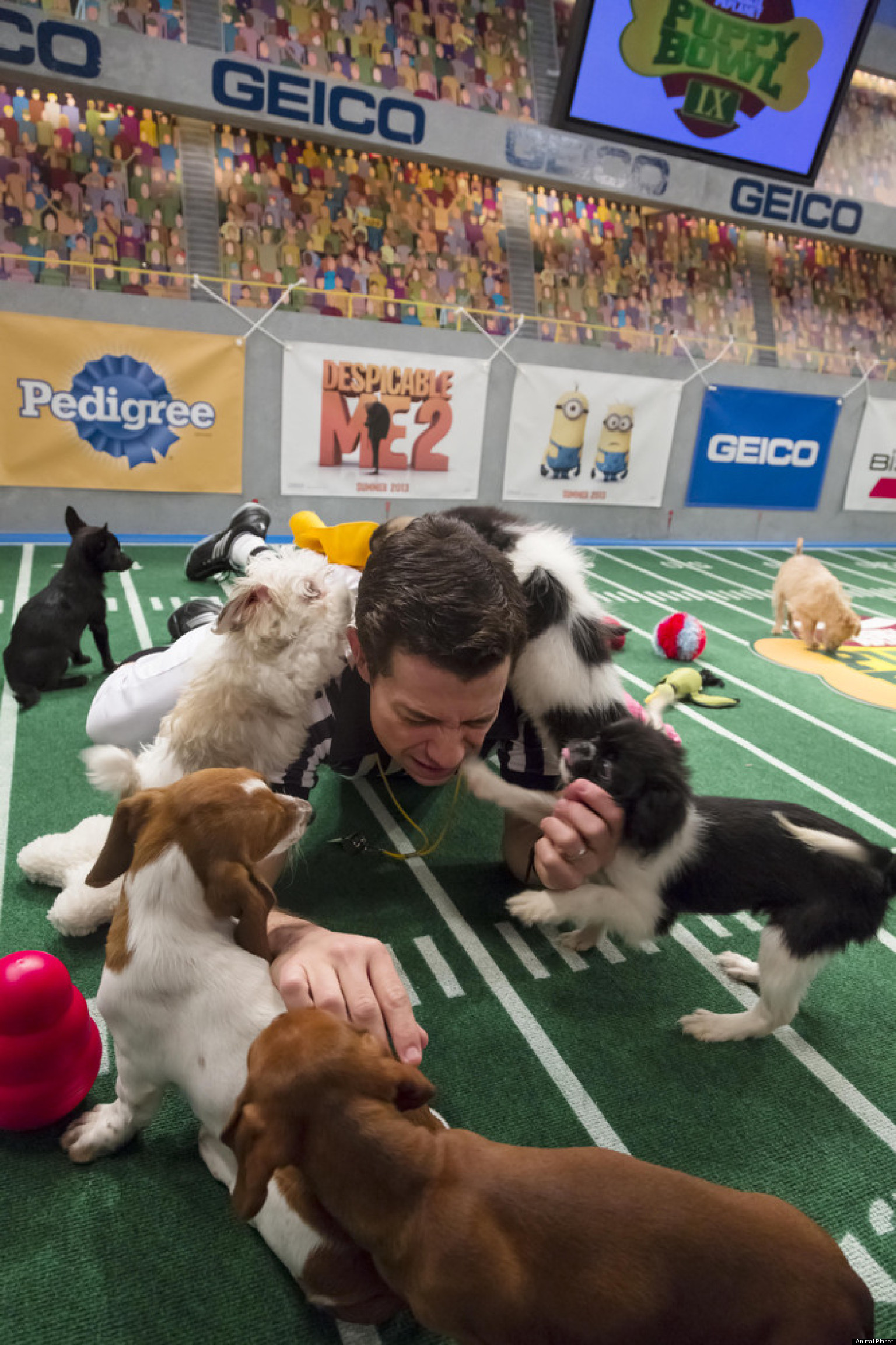Puppy Bowl 2013 Lineup Revealed (VIDEO, PHOTOS) | HuffPost
