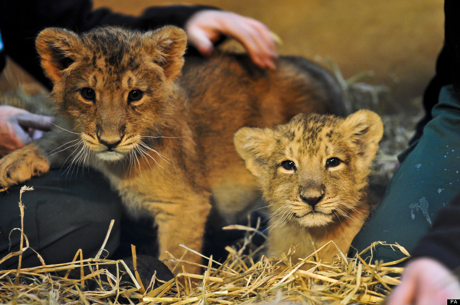 lion cubs