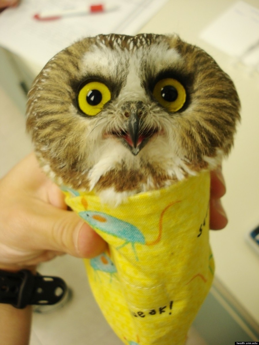owl wrapper