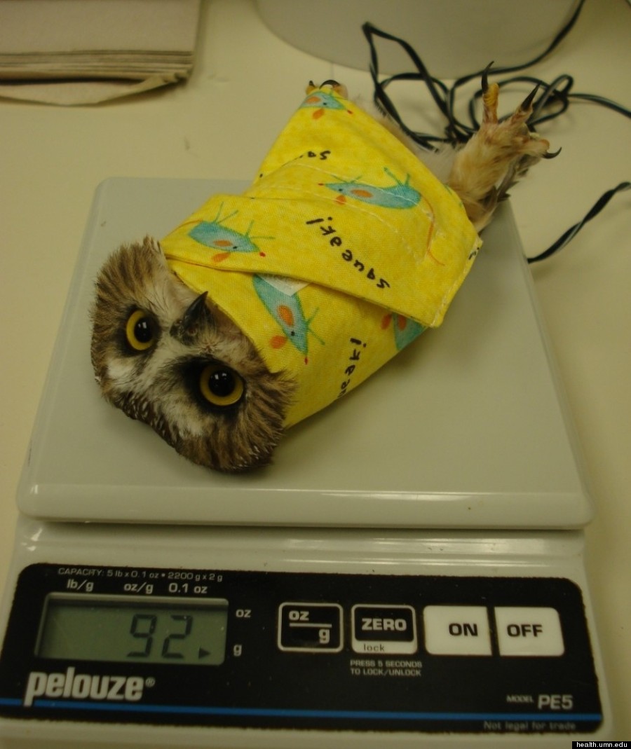 owl wrapper